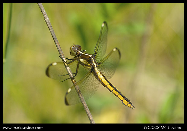 Spangled Skimmer Spangled Skimmer