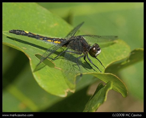 Dot Tailed Whiteface Dragonfly Dot Tailed Whiteface Dragonfly