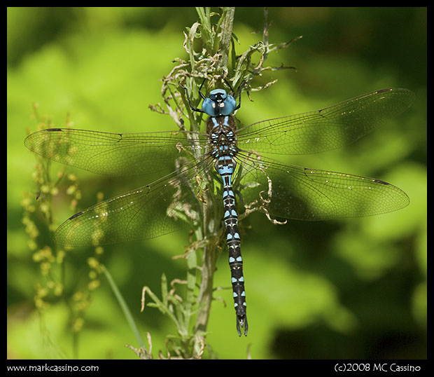 Spatterdock Darner Spatterdock Darner