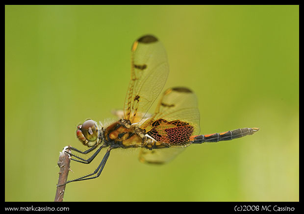 Calico Pennant (Male) Calico Pennant (Male)
