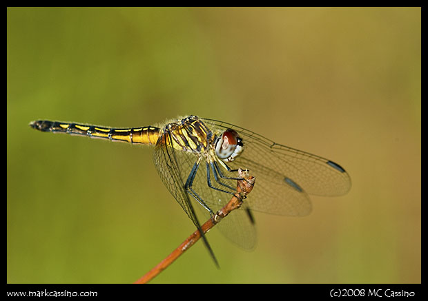 Blue Dasher Blue Dasher