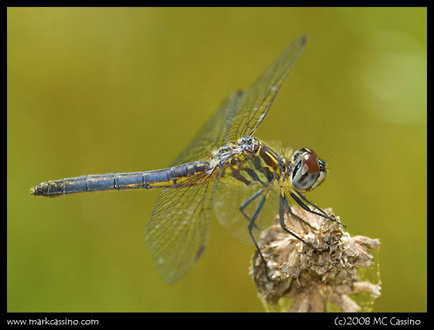 Blue Dasher Blue Dasher
