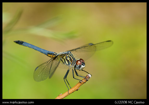Blue Dasher Blue Dasher