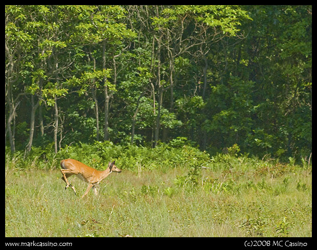 Loping Deer Loping Deer