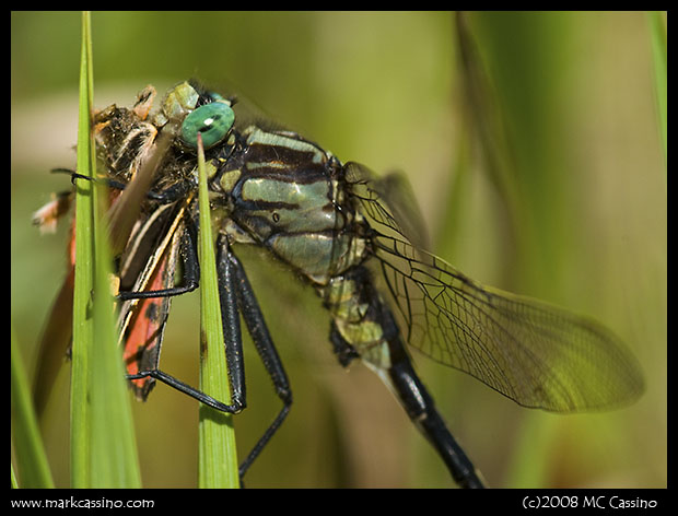 Clubtail Dragonfly with Prey Clubtail Dragonfly with Prey