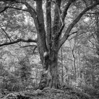 American Landscapes 2022