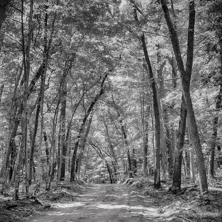 Hands On With the Ricoh Diacord L TLR