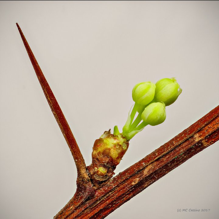 Barberry Thorn and Budding Leaves