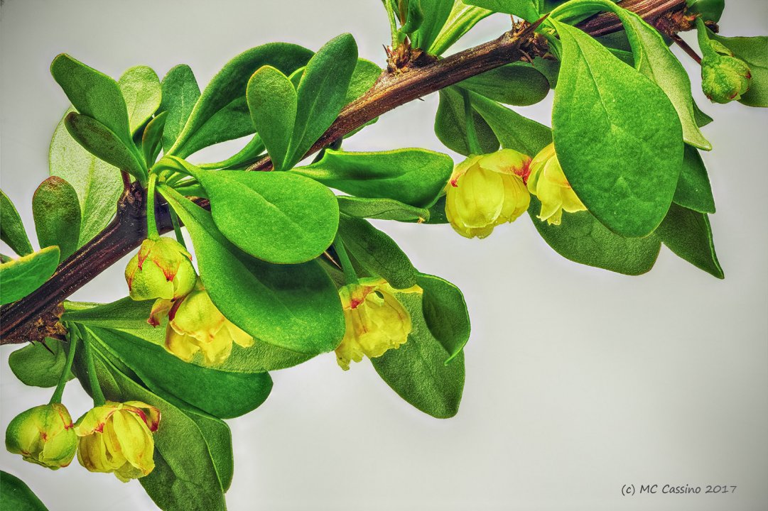 Barberry Flowers