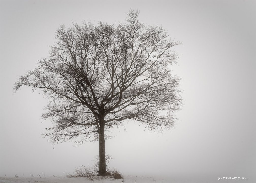 Foggy Tree