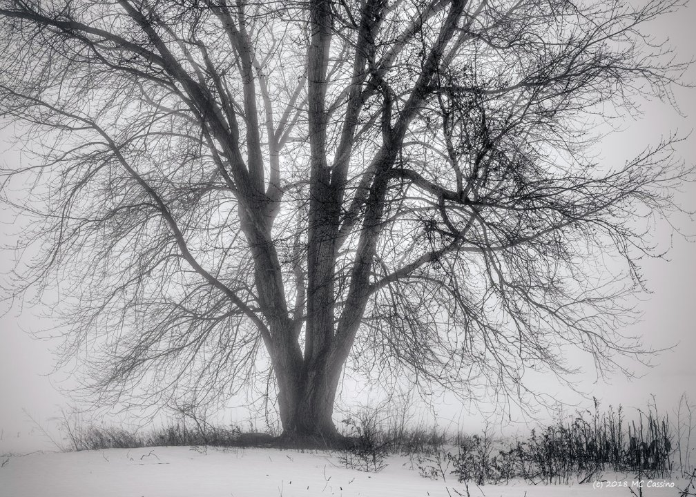 Foggy Tree II