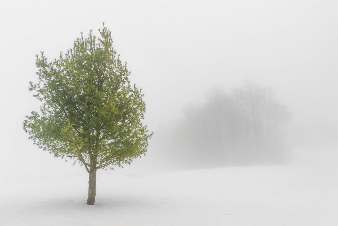 Pine In Winter Fog Pine In Winter Fog