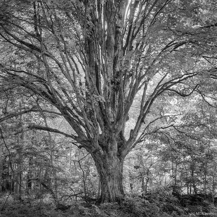 Photo of a tree