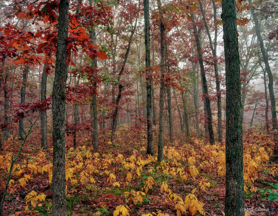 Michigan Landscapes and Macro Photography