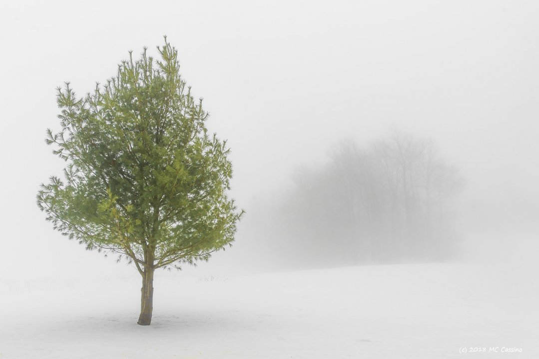 Michigan Landscapes and Macro Photography