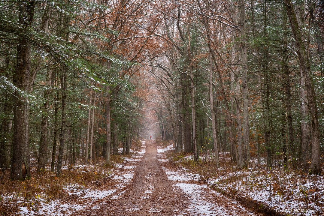 Michigan Landscapes and Macro Photography