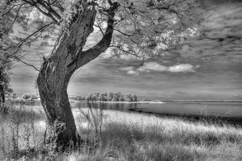 Crooked Tree at Ferry Point, Maryland