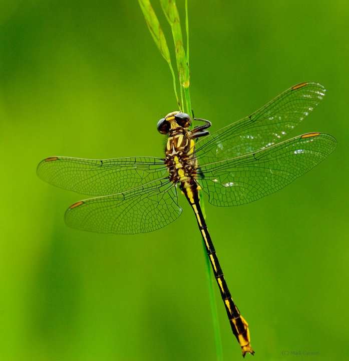 Dragonflies