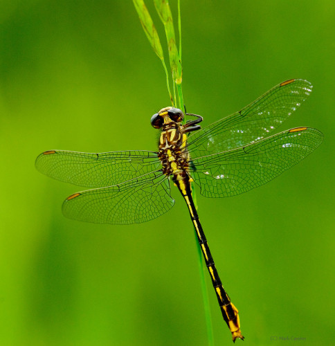 Dragonflies