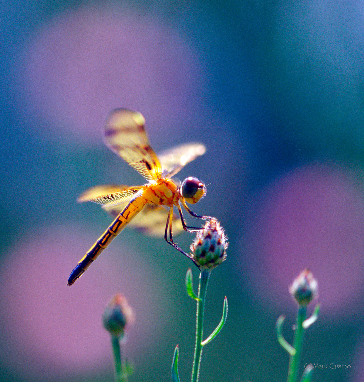 Dragonflies