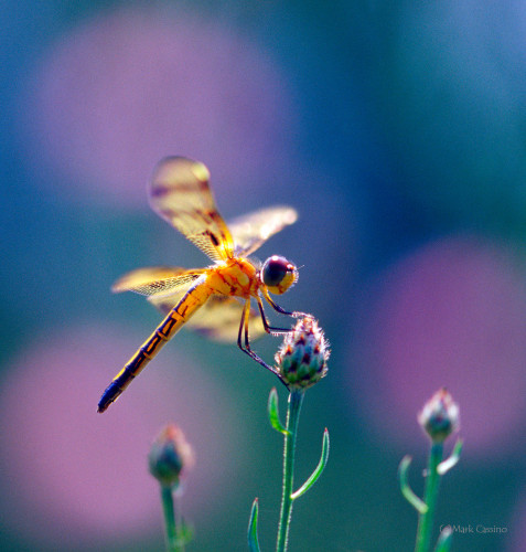 Dragonflies