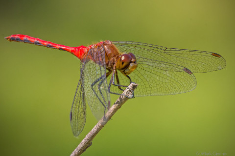 Whitefaced Meadowhawk