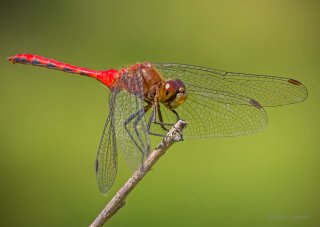 Dragonflies