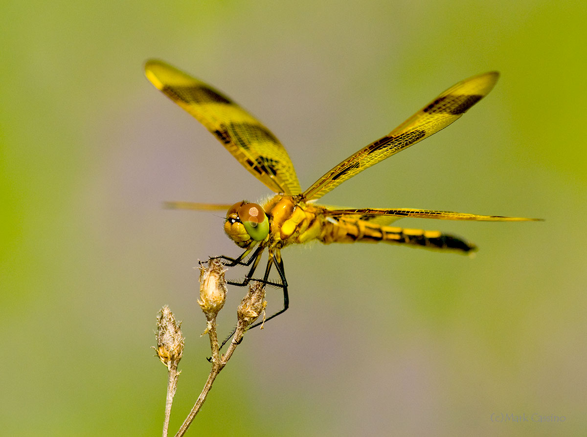 Dragonflies
