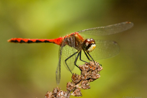 Whitefaced Meadowhawk