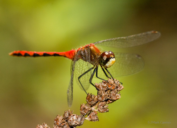 Dragonflies