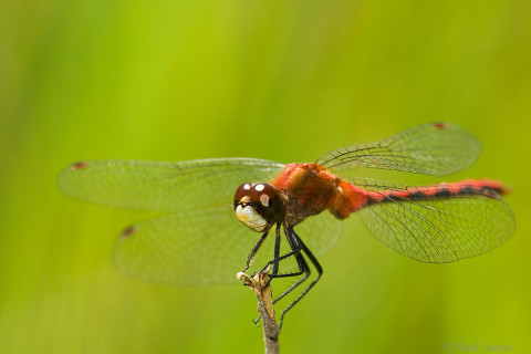 Whitefaced Meadowhawk