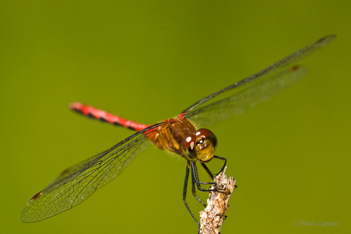 Dragonflies