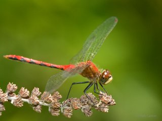 Dragonflies