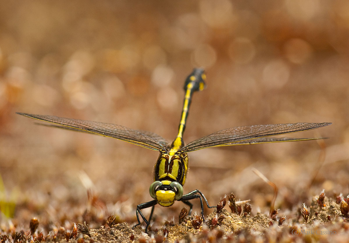 Dragonflies