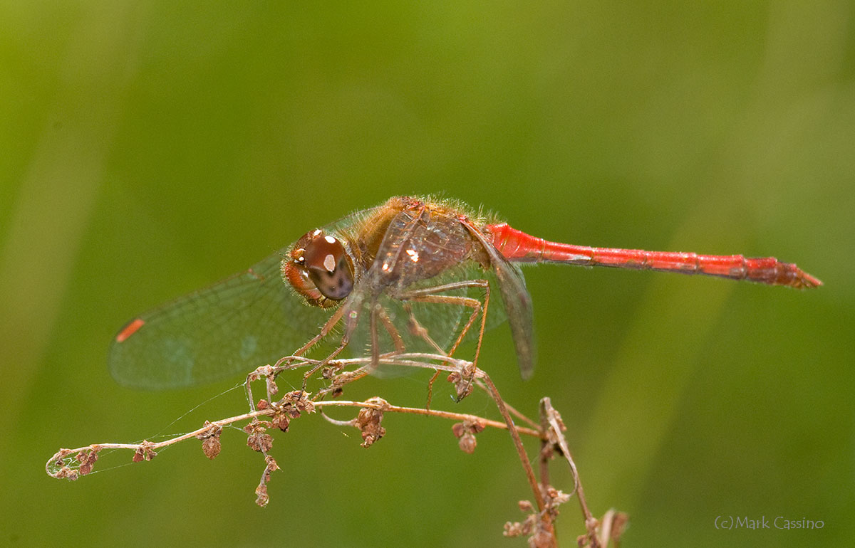 Dragonflies