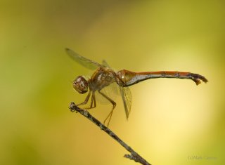 Dragonflies