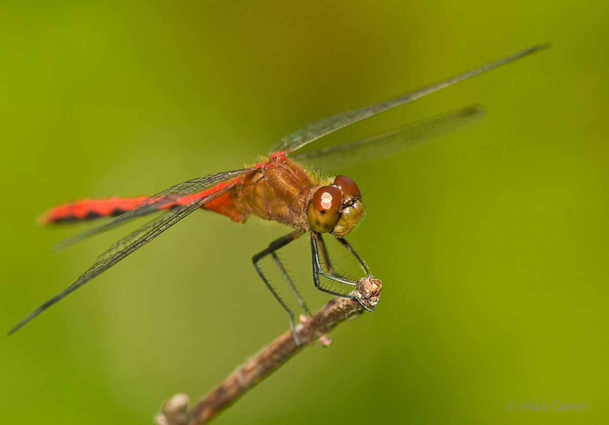 Dragonflies