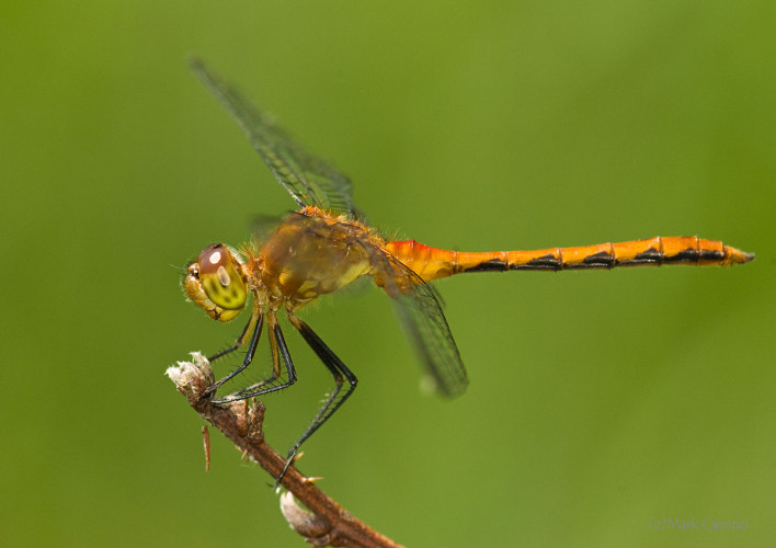 Dragonflies