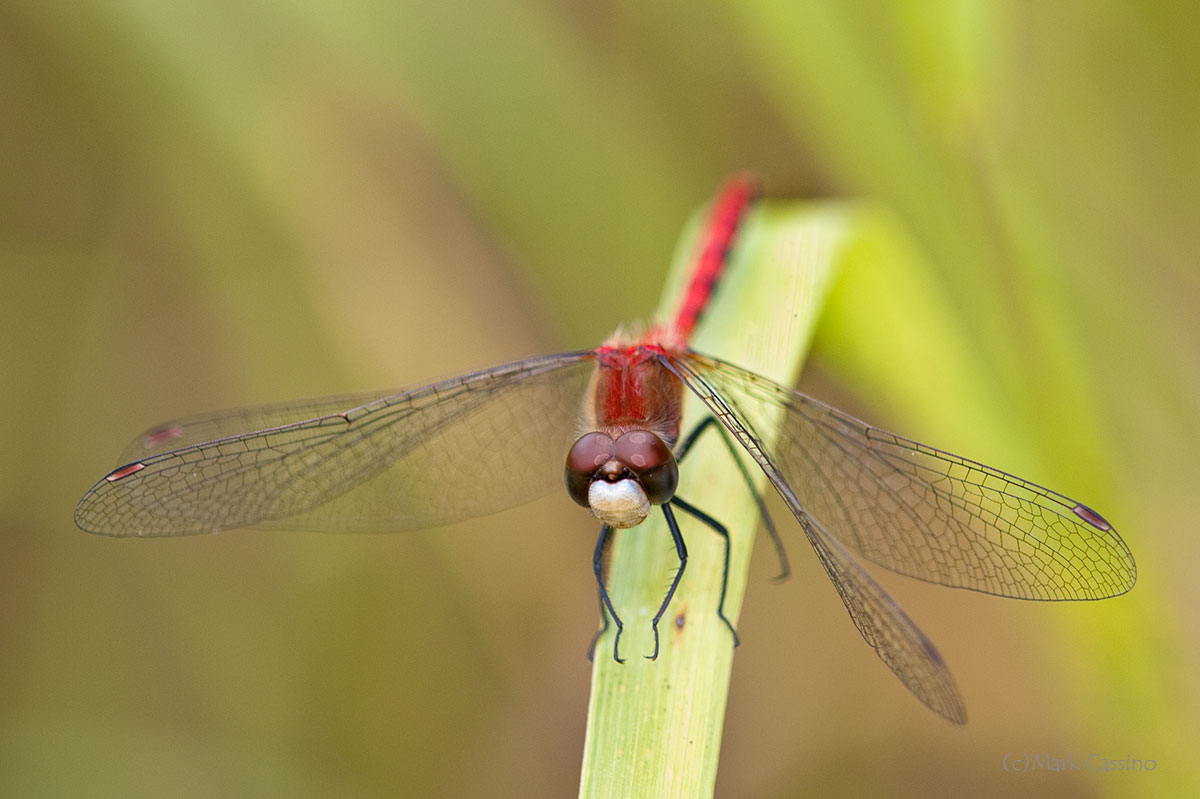 Dragonflies
