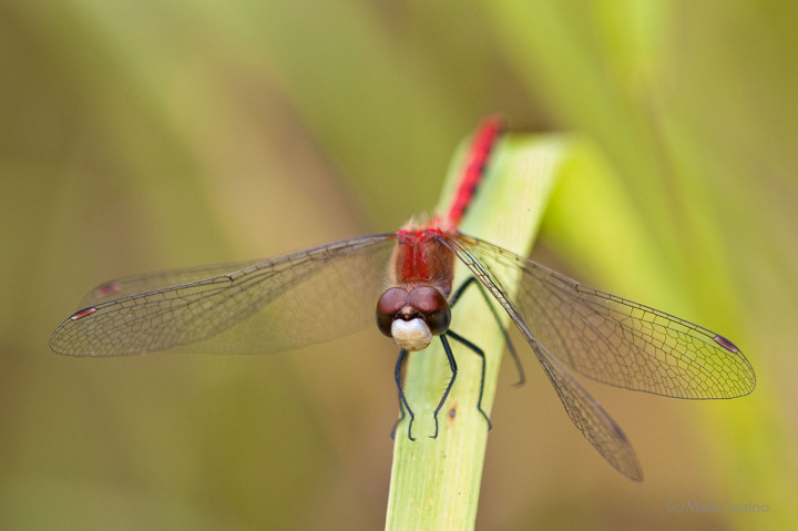 Dragonflies