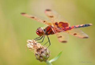 Dragonflies