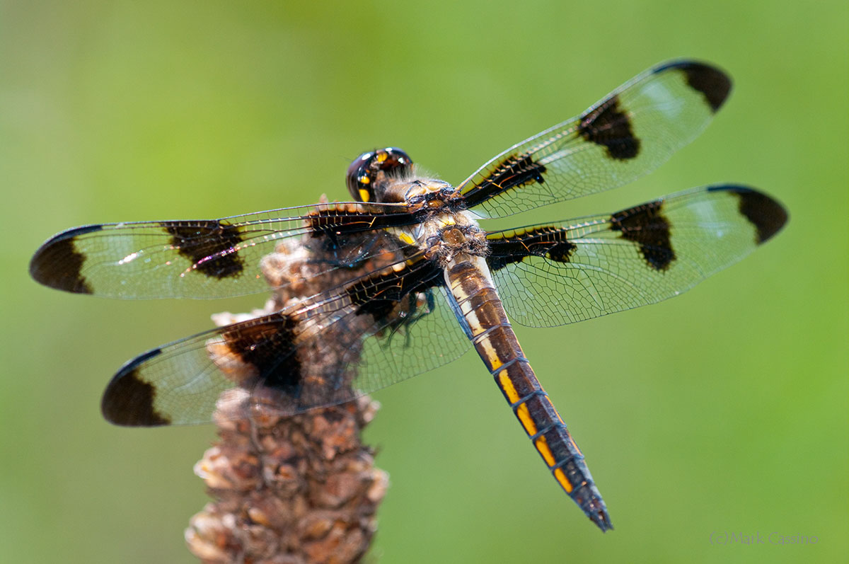 Dragonflies