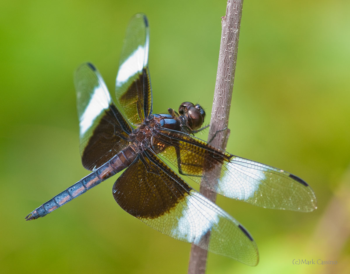 Dragonflies