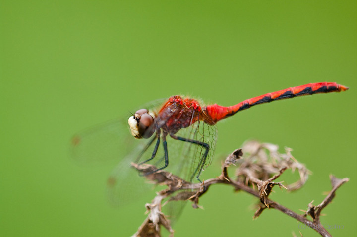 Dragonflies