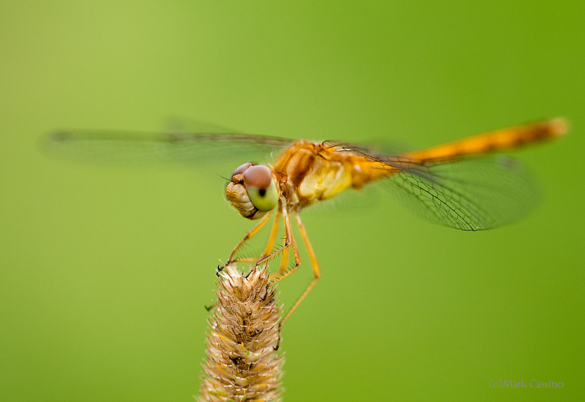 Dragonflies