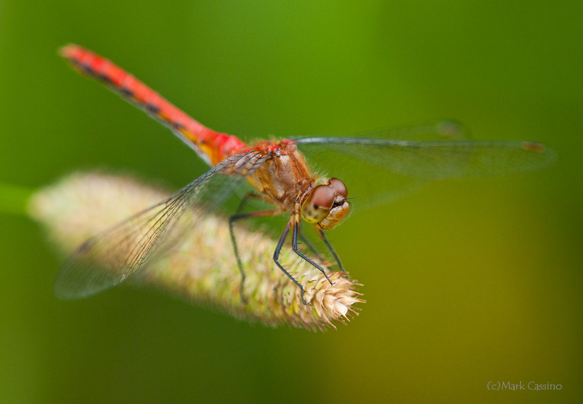 Dragonflies