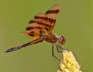 Dragonflies
