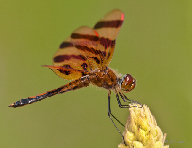 Dragonflies