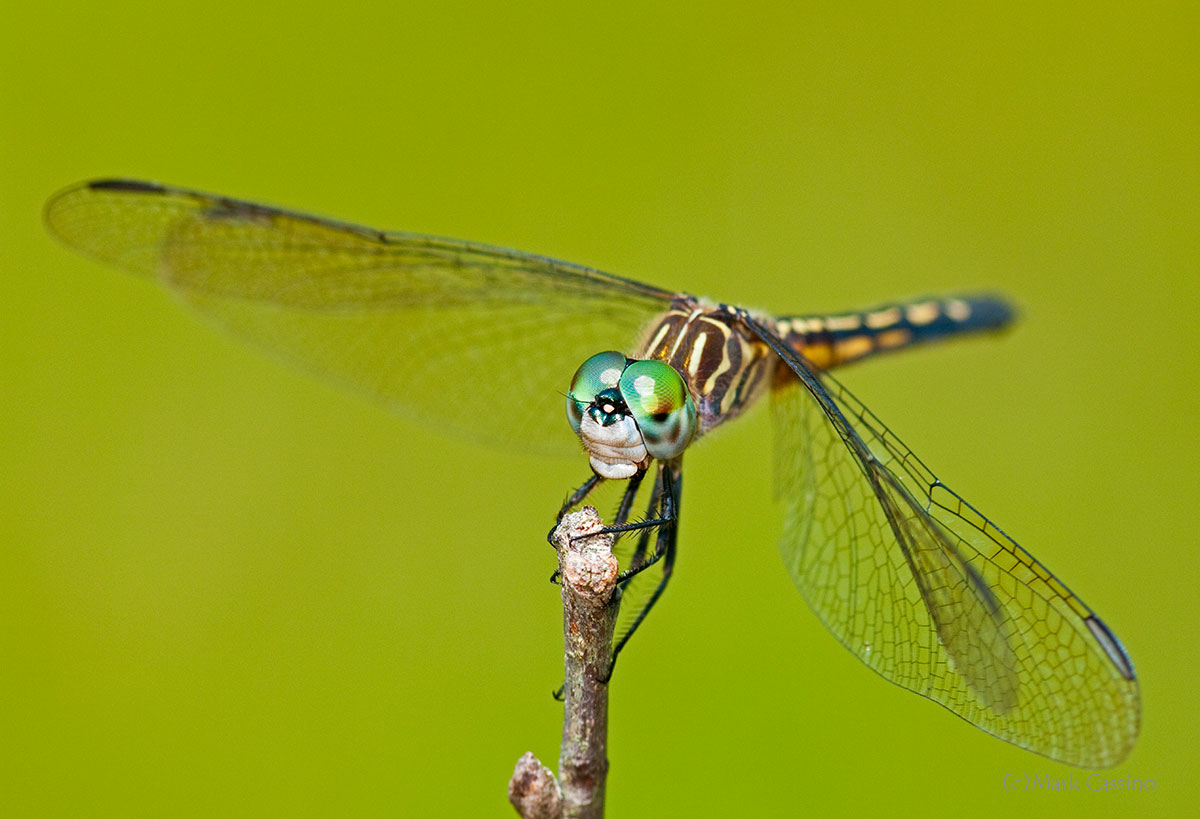 Dragonflies