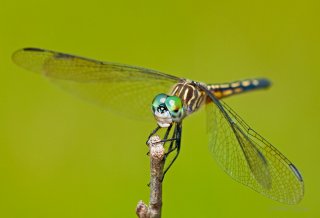 Dragonflies